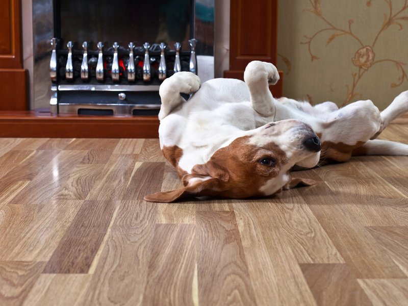 Laminate Care & Maintenance | Carpet Mill Outlet Stores