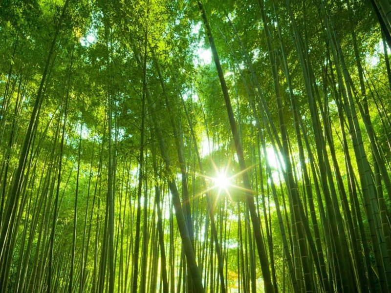 Bamboo is actually a woody grass and one of the fastest growing plants in the world. Bamboo species reach maturity between four to five years.
