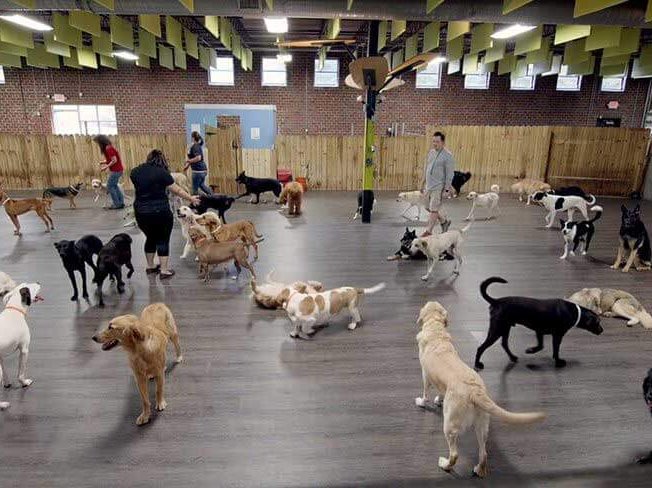 Benefits of STAINMASTER® PetProtect™ Luxury Vinyl Flooring