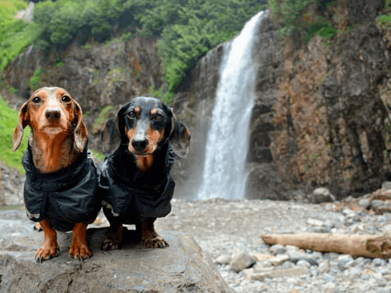 Hiking with Dogs: Tails From the Trails | Carpet Mill Outlet Stores